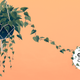 Image for article titled What's the Smartest Plant?